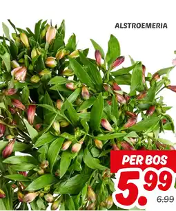 Dekamarkt Alstroemeria aanbieding