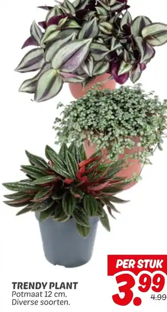 Dekamarkt Trendy plant aanbieding