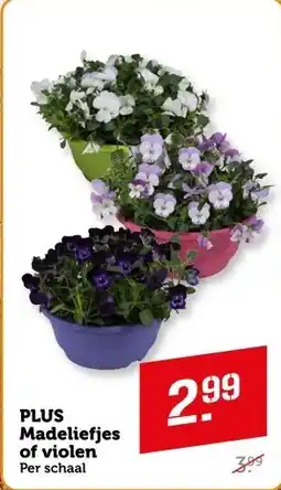 Coop PLUS Madeliefjes of violen aanbieding