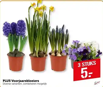 Coop PLUS Voorjaarsbloeiers aanbieding