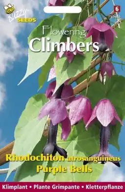 Welkoop Buzzy Climbers Rhodochiton Purple - Bloemzaden - Rhodochiton aanbieding