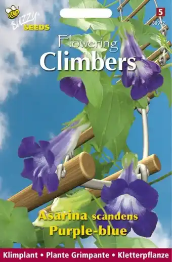 Welkoop Buzzy Climbers Asarina Purple-Blue - Bloemzaden - Asarina aanbieding