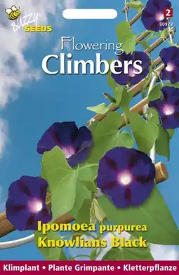 Welkoop Buzzy Climbers Ipomoea Knolians - Bloemzaden - Klimmende winde (Ipomoea) aanbieding