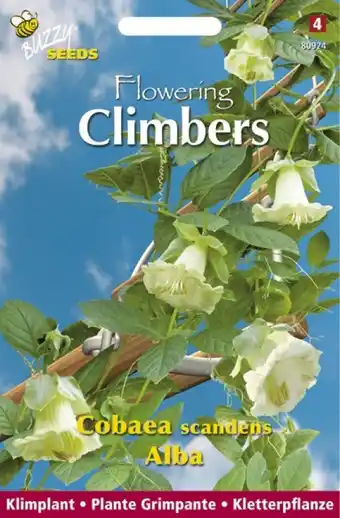 Welkoop Buzzy Climbers Cobaea Alba - Bloemzaden - Klokwinde (Cobaea) aanbieding