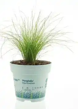 Intratuin Vedergras (Stipa ten. Ponytails') D 10,5 H 25 cm aanbieding