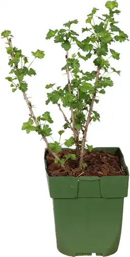Intratuin Biologische Groene kruisbes (Ribes Easycrisp 'Mr. Green') D 13 H 45 cm aanbieding