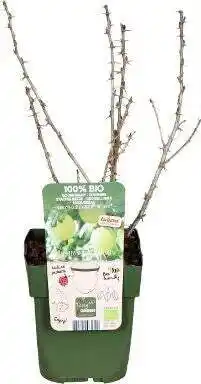 Intratuin Biologische Groene kruisbes (Ribes Easycrisp 'Mr. Green') D 13 H 45 cm aanbieding