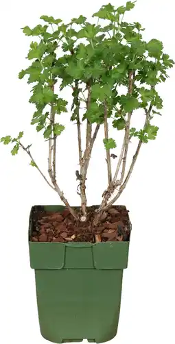 Intratuin Biologische Groene kruisbes (Ribes u.-c. Crispa 'Goldling') D 13 H 45 cm aanbieding