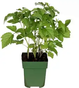 Intratuin Biologische Framboos (Rubus id. 'Autumn Chef') D 13 H 45 cm aanbieding