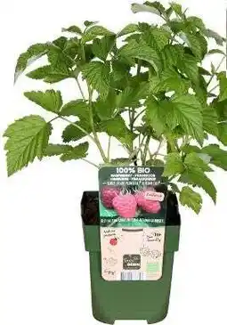 Intratuin Biologische Framboos (Rubus id. 'Autumn Chef') D 13 H 45 cm aanbieding