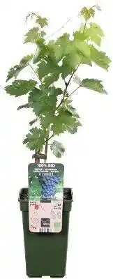 Intratuin Biologische Blauwe druif (Vitis vin. 'Dornfelder') D 19 H 50 cm aanbieding