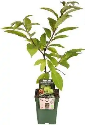 Intratuin Biologische Tamme kastanje (Castanea sativa) D 23 H 100 cm aanbieding