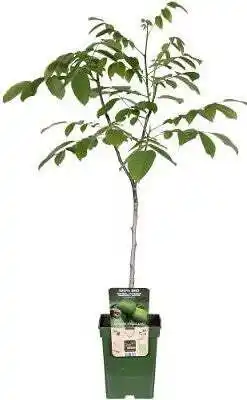 Intratuin Biologische Walnoot (Juglans regia) D 23 H 100 cm aanbieding