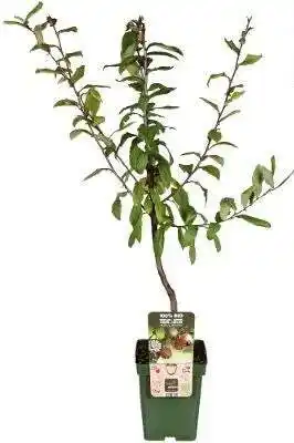 Intratuin Biologische Mispel (Mespilus g. 'Westerfield') D 23 H 100 cm aanbieding