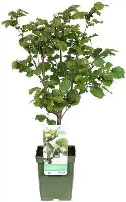 Intratuin Biologische Hazelaar (Corylus av. 'Pearsons Prolific') D 23 H 100 cm aanbieding