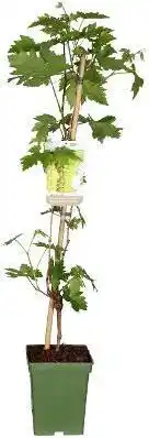 Intratuin Biologische Witte druif (Vitis vin. 'Lakemount') D 23 H 100 cm aanbieding