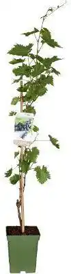 Intratuin Biologische Blauwe druif (Vitis vin. 'Venus') D 23 H 100 cm aanbieding