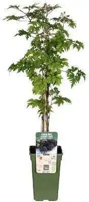 Intratuin Biologische Doornloze braam (Rubus frut. 'Oregon Thornless') D 19 H 70 cm aanbieding