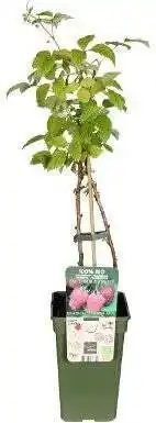 Intratuin Biologische Framboos (Rubus id. 'Autumn Chef') D 19 H 55 cm aanbieding