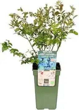 Intratuin Biologische Blauwe bes (Vaccinium cor. 'Blueroma') D 19 H 50 cm aanbieding