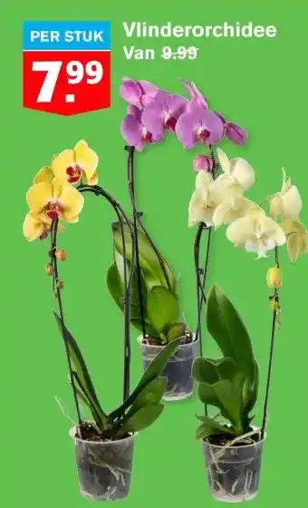 Hoogvliet Vlinderorchidee aanbieding