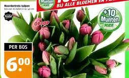 Poiesz Noordertrots tulpen aanbieding