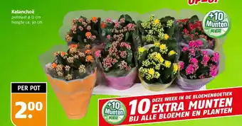 Poiesz Kalanchoë aanbieding