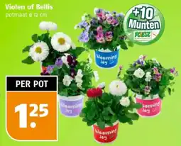 Poiesz Violen of Bellis aanbieding