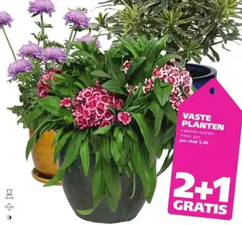 Ranzijn VASTE PLANTEN aanbieding