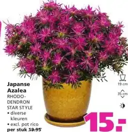 Ranzijn Japanse Azalea aanbieding