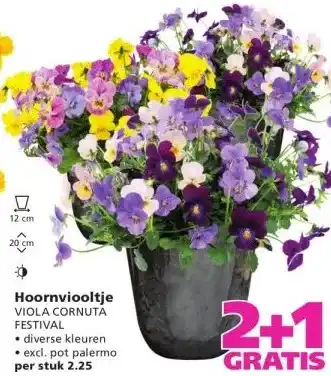 Ranzijn Hoornviooltje VIOLA CORNUTA FESTIVAL aanbieding