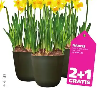 Ranzijn NARCIS NARCIS TÊTE À TÊTE aanbieding