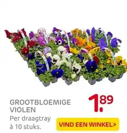 Praxis GROOTBLOEMIGE VIOLEN aanbieding