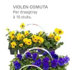 Praxis VIOLEN COMUTA aanbieding