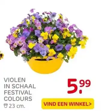 Praxis VIOLEN IN SCHAAL FESTIVAL COLOURS aanbieding