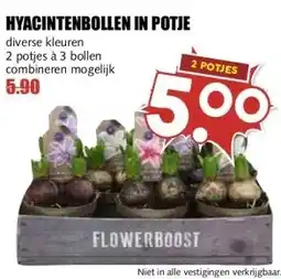 MCD Supermarkt HYACINTENBOLLEN IN POTJE aanbieding