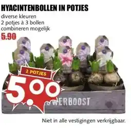 MCD Supermarkt HYACINTENBOLLEN IN POTJES aanbieding