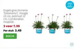 Intratuin Engels gras Armeria ‘Dreameria’ aanbieding