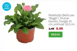 Intratuin Madeliefje Bellis per. ‘Roggli’ aanbieding