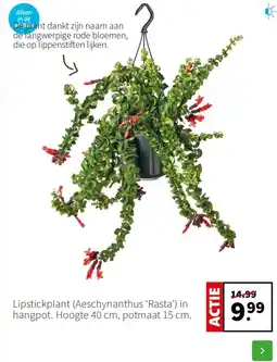 Intratuin Lipstickplant Aeschynanthus ‘Rasta’ in hangpot aanbieding