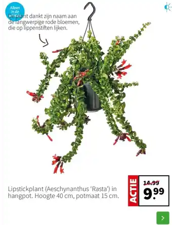 Intratuin Lipstickplant Aeschynanthus ‘Rasta’ in hangpot aanbieding