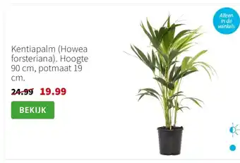 Intratuin Kentiapalm Howea forsteriana aanbieding