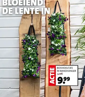 Intratuin Bosviooltjes in wandhanger aanbieding