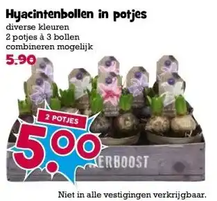 Boon`s Markt Hyacintenbollen in potjes aanbieding