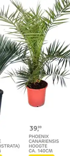 Praxis Phoenix canariensis hoogte aanbieding