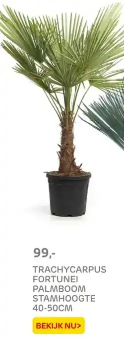 Praxis Trachycarpus fortunei palmboom stamhoogte aanbieding