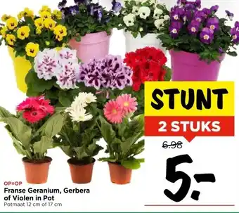 Vomar Voordeelmarkt OP=OP Franse Geranium, Gerbera of Violen in Pot aanbieding