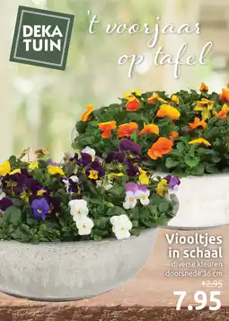 Deka Tuin Viooltjes in schaal aanbieding