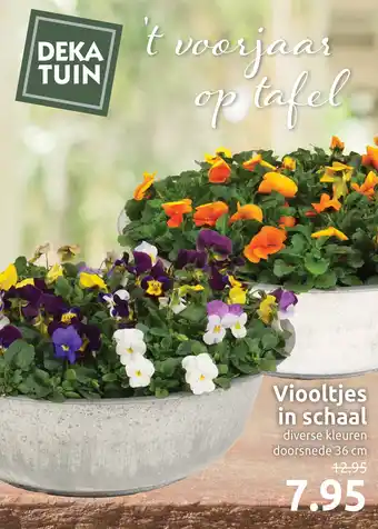 Deka Tuin Viooltjes in schaal aanbieding