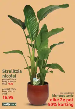 Deka Tuin Strelitzia nicolai aanbieding